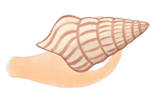 conch